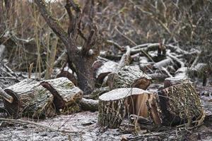 many cut trees in the forest for firewood photo