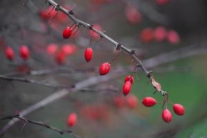 close-up of a branch with red barberry berries photo