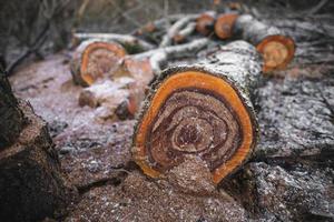 many cut trees in the forest for firewood photo