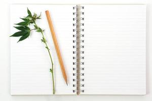 Top view of fresh Cannabis leaf or marijuana leaf placed on book and a pencil. Research, herb and medicine concept. photo