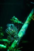 Underwater world. Lionfish fish in an aquarium photo