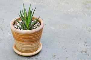 pequeño cactus en una pequeña olla de cerámica foto