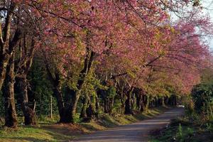 The road beside the road has Phaya Sua Krong flowers. photo