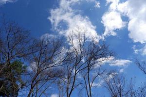 tree branches, blue sky and clouds photo