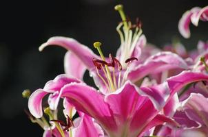 morning pink lily photo