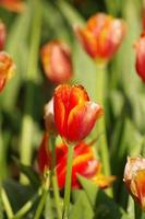 red orange tulips on a green background photo