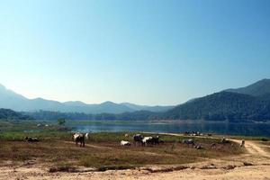 A dirt field beside a reservoir where cows graze.