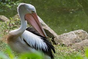 pelícanos australianos junto al agua. pelecanus conspicillatus foto