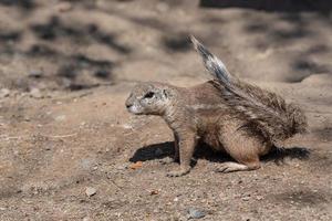 Cape Ground Squirrel Xerus inauris sitting in the sandy ground. photo