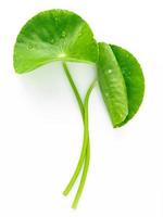 Close up centella asiatica leaves with rain drop isolated on white background top view. photo