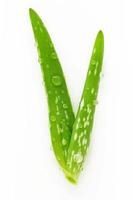 Close up aloe vera with water drops isolated on white background. photo