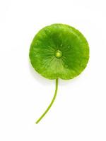 Close up centella asiatica leaves with rain drop isolated on white background top view. photo