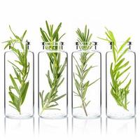 Close Up branch of fresh rosemary in glass bottles isolate on white background. photo