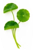 Close up centella asiatica leaves with rain drop isolated on white background top view. photo