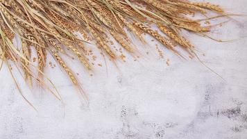 Wheat ears and wheat grains set up on white concrete background. photo