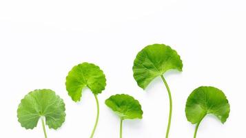 Close up centella asiatica leaves isolated on white background top view. photo