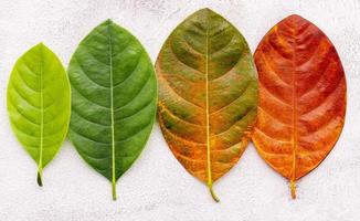 diferente edad de las hojas y el color en el fondo de hormigón blanco. concepto de envejecimiento y estacional hojas de colores con espacio plano para la endecha y copia. foto