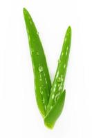 Close up aloe vera with water drops isolated on white background. photo