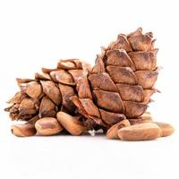 Close up pine nuts and pine cone isolated on white background. photo