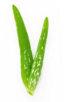 Close up aloe vera with water drops isolated on white background. photo