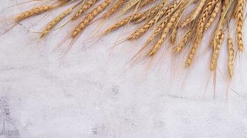 orejas de trigo y granos de trigo sobre fondo de piedra blanca. foto
