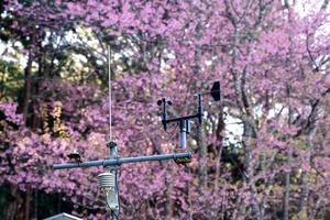 weather station to check the weather on the top of the mountain. The background is a Wild Himalayan Cherry Blossom tree. Soft and selective focus. photo