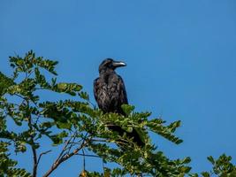 jungle crow, large-billed crow, thick-billed crow perched on tree photo