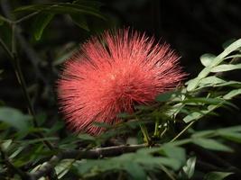 Pink red powderpuff , Red Head powderpuff blooming in the garden photo