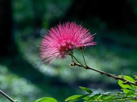 Pink red powderpuff , Red Head powderpuff blooming in the garden photo