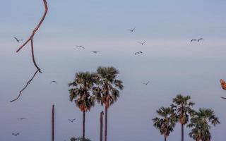 birds flying in the sky photo