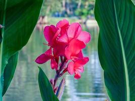 Canna flower blooming in the garden photo