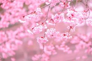 enfoque suave, flores de cerezo sakura floreciendo en un fondo de naturaleza borrosa un día de primavera en plena floración en Japón foto