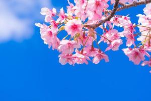 Beautiful pink cherry blossoms Sakura with refreshing in the morning on blue sky background in japan photo