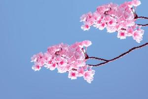Beautiful cherry blossom sakura blooming against blue sky full bloom  spring season in japan photo