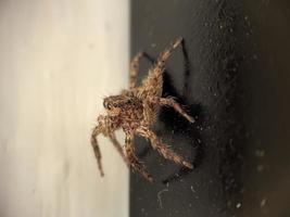 foto macro de una pequeña araña saltando en la pared de una casa