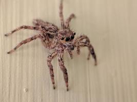 macro shot of a small spider jumping on the wall of a house photo