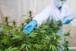 los investigadores usan la mano para sostener o examinar las plantas de cannabis en el invernadero para la investigación médica. concepto de investigación de marihuana sativa. aceite de cáñamo cbd, medicina herbal. foto