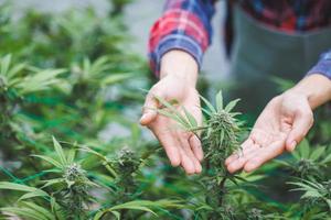 los investigadores usan la mano para sostener o examinar las plantas de cannabis en el invernadero para la investigación médica. concepto de investigación de marihuana sativa. aceite de cáñamo cbd, medicina herbal. foto