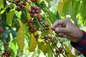Young asian coffee farmer holds bunch of ripe coffee cherries to study and to store the growing data and harvesting season at his own coffee garden. photo