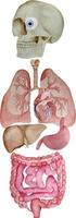 diagrama de órganos internos humanos de acuarela y partes de hígado, corazón, pulmón, estómago y esófago. anatomía del cuerpo humano para póster médico vector