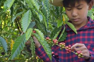 Portrait young asian boy holds bunch of coffee cherry fruit in the middle of coffee garden to study outside the classroom. photo