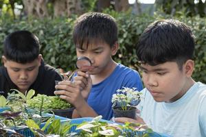 Group of young asian boy holds magnifying glass and potted plants and looking through the lens to study plant species and do project work, outdoor classroom learning concept, soft and selective focus. photo