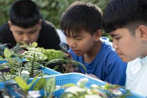 Group of young asian boy holds magnifying glass and potted plants and looking through the lens to study plant species and do project work, outdoor classroom learning concept, soft and selective focus. photo
