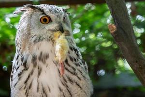 búho real siberiano con presa en el pico. bubo bubo sibiricus, el búho más grande del mundo. foto