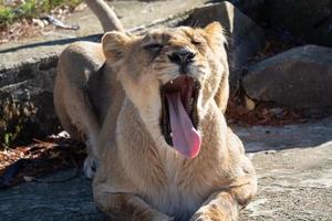 leona asiática panthera leo persica. una especie en peligro crítico de extinción. foto