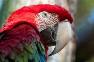 gran loro rojo, guacamayo rojo y verde, ara chloroptera foto