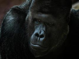 Portrait of male Gorilla, Silver backed Male Gorilla. photo