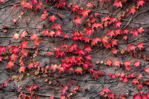 Autumn colored leaves on wall. photo