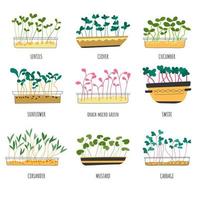 Microgreen types, lentils and cabbage sprouts vector