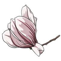 branch of magnolia flowers on white background, vector illustration